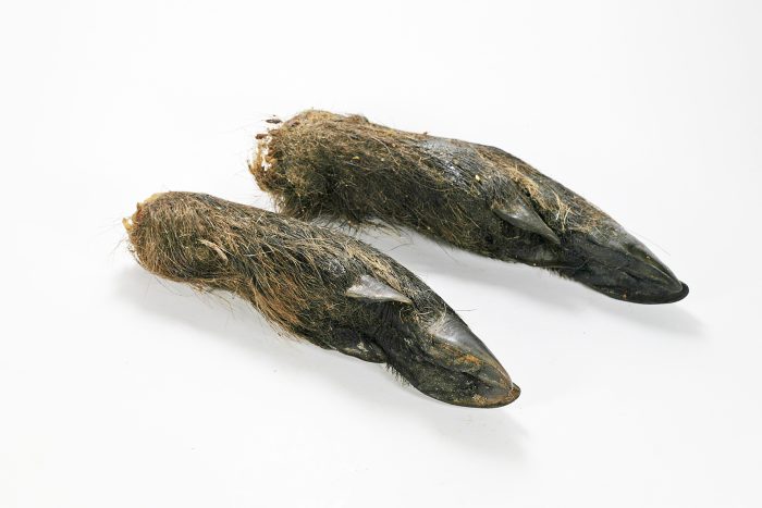 Wild boar legs with fur
