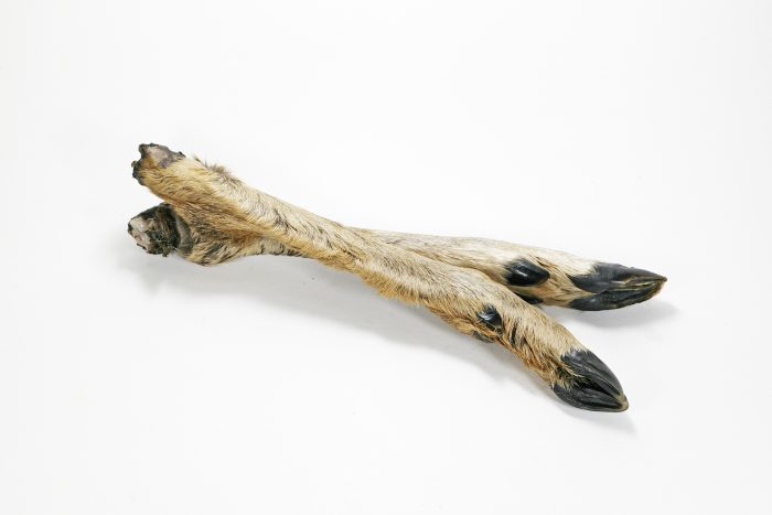 Roe-deer feet with fur